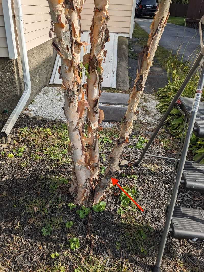 8. River Birch