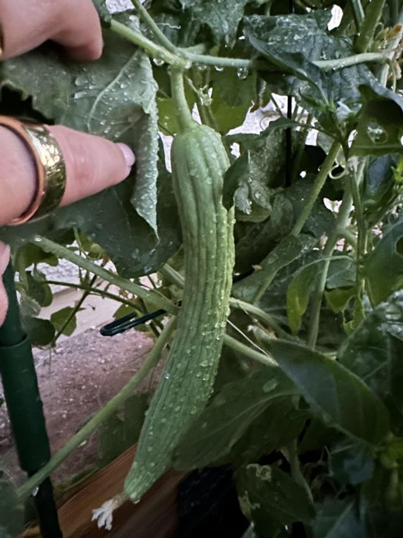 8. Armenian Cucumber