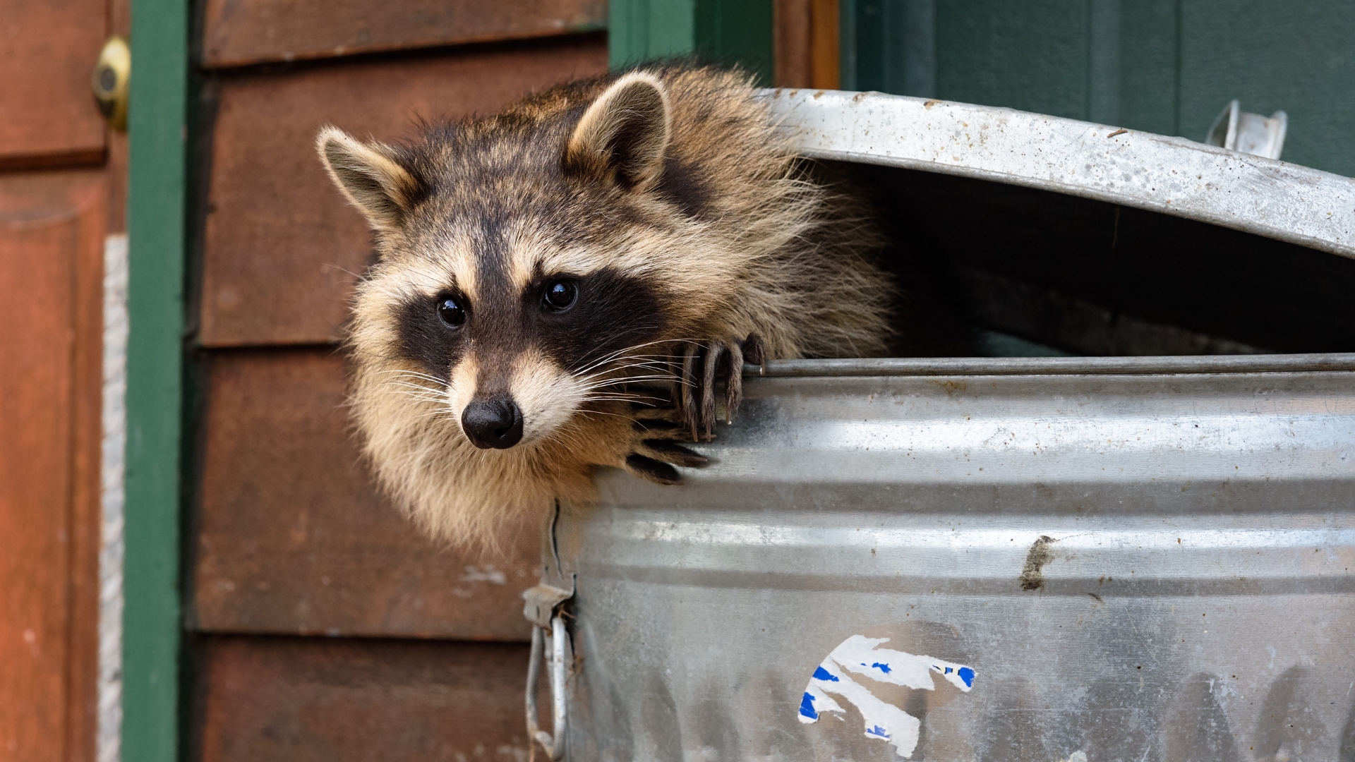 Raccoons