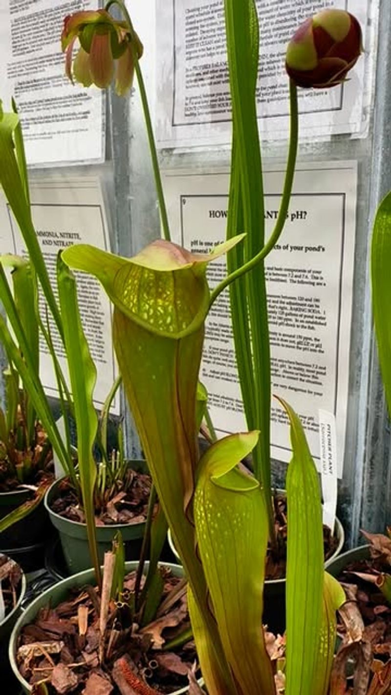 9. Create Mosquito-Trapping Plants