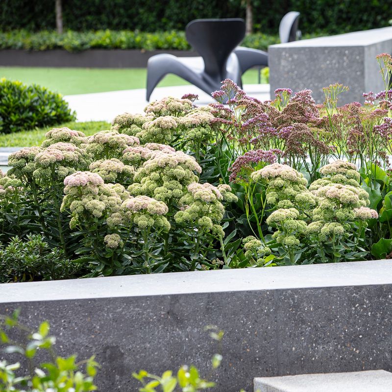 9. Sedum 'Autumn Joy'