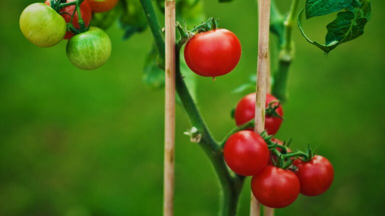tomatoes