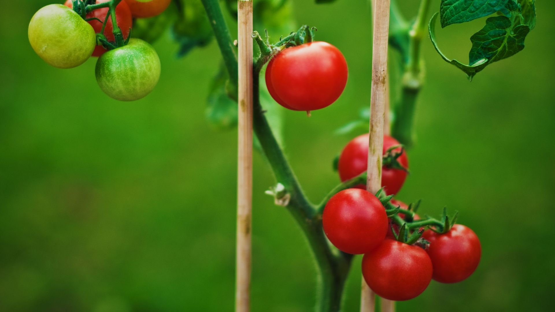 9 Vegetables That Fail In Buckets (And 9 That Actually Love Container Life)