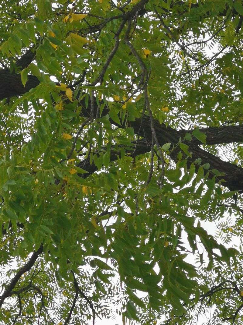 10. Black Walnut