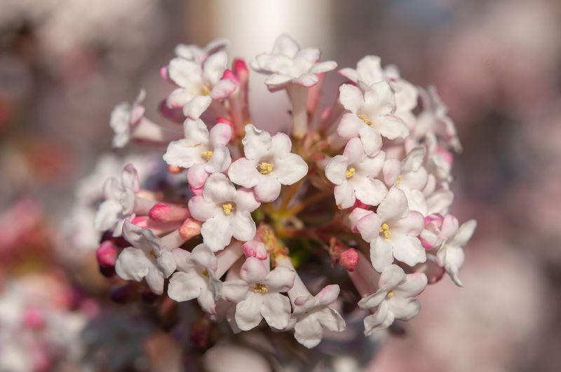 10. Korean Spice Viburnum