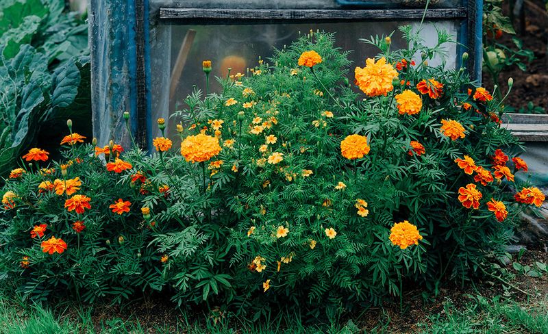 10. Grow Marigolds As Border Plants