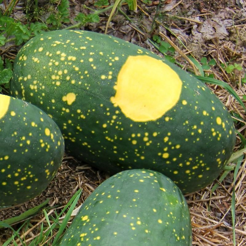 10. Moon And Stars Watermelon