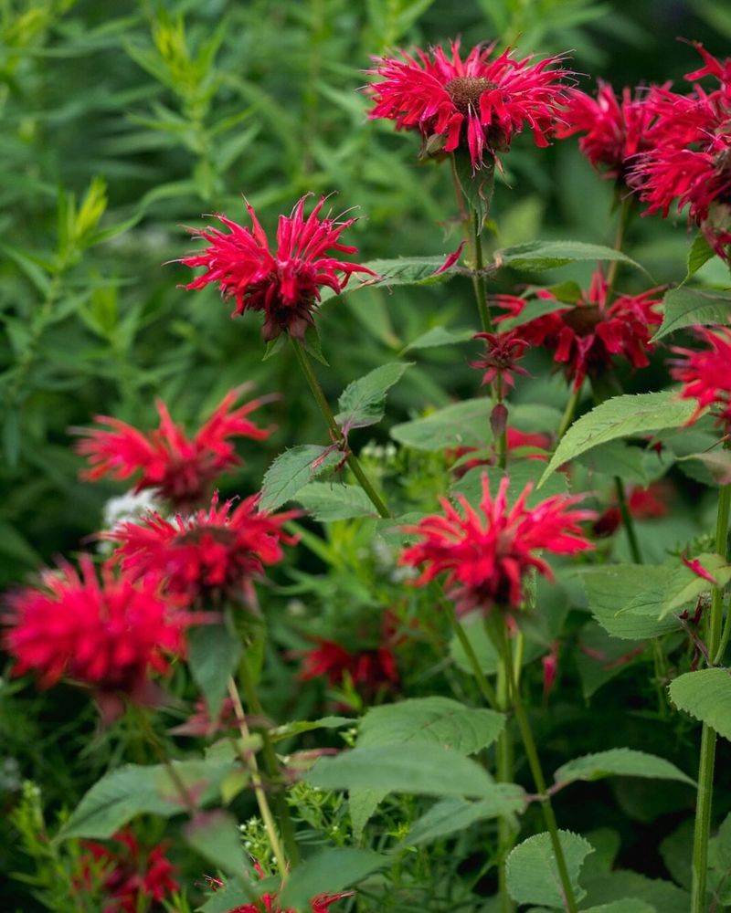 10. Bee Balm