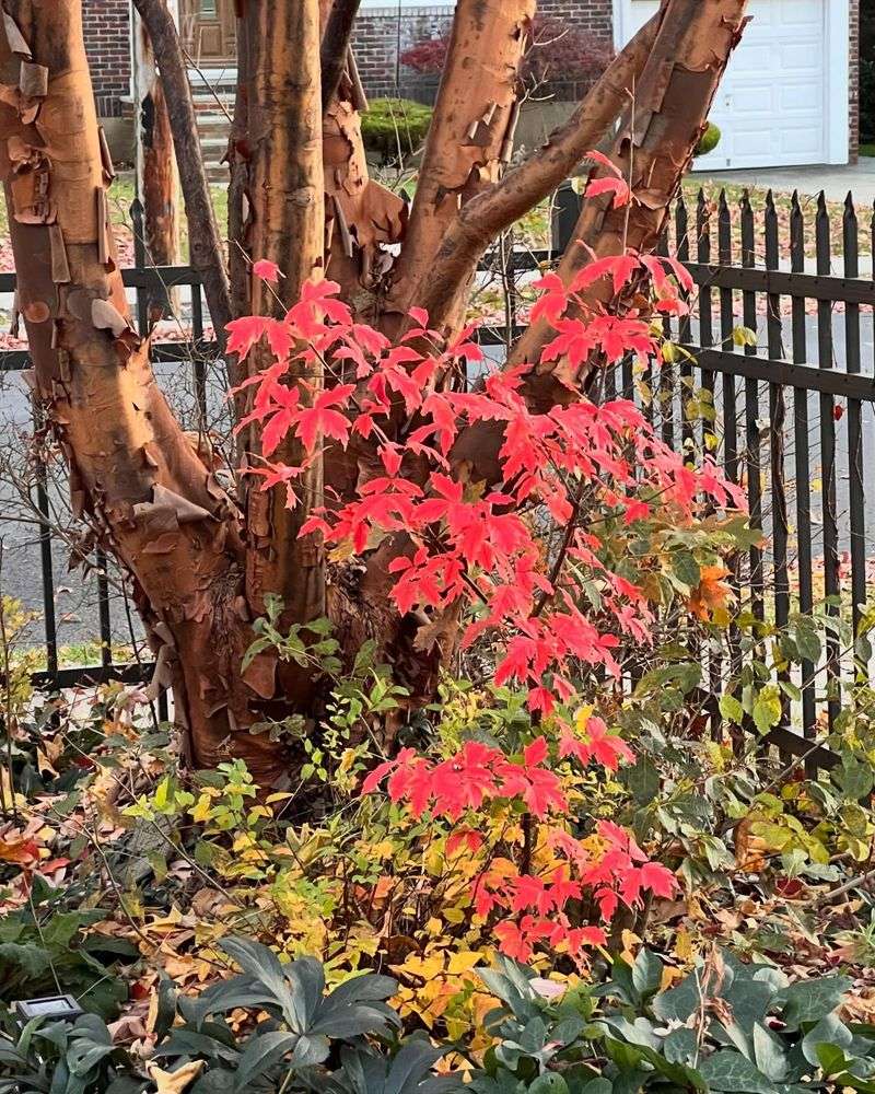10. Paperbark Maple