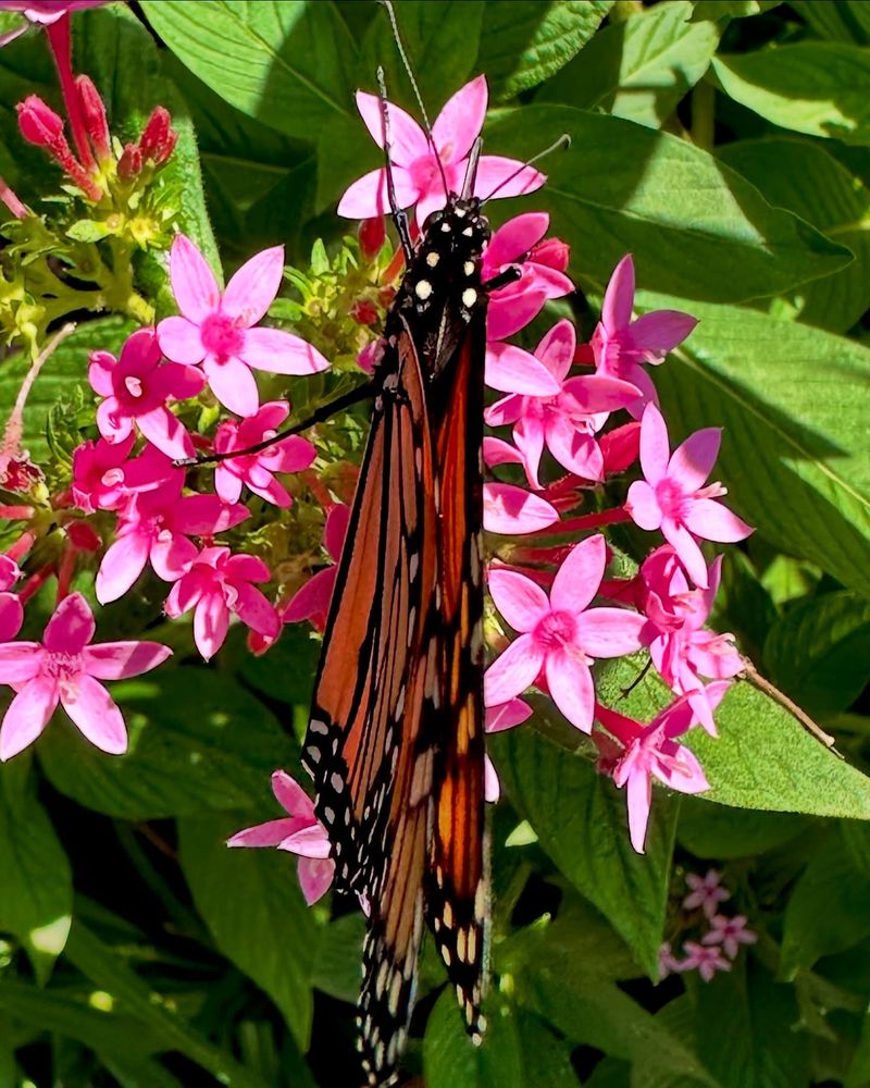 10. Pentas