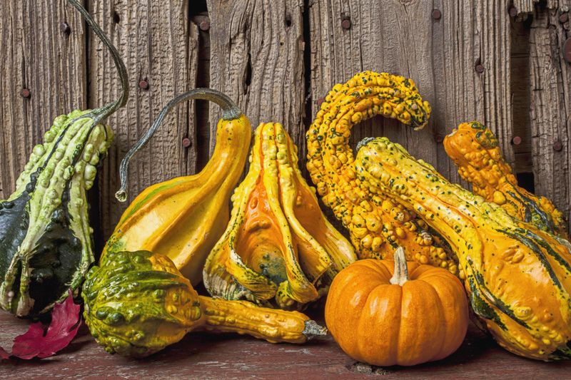 AVOID: Ornamental Gourds Labeled as Squash