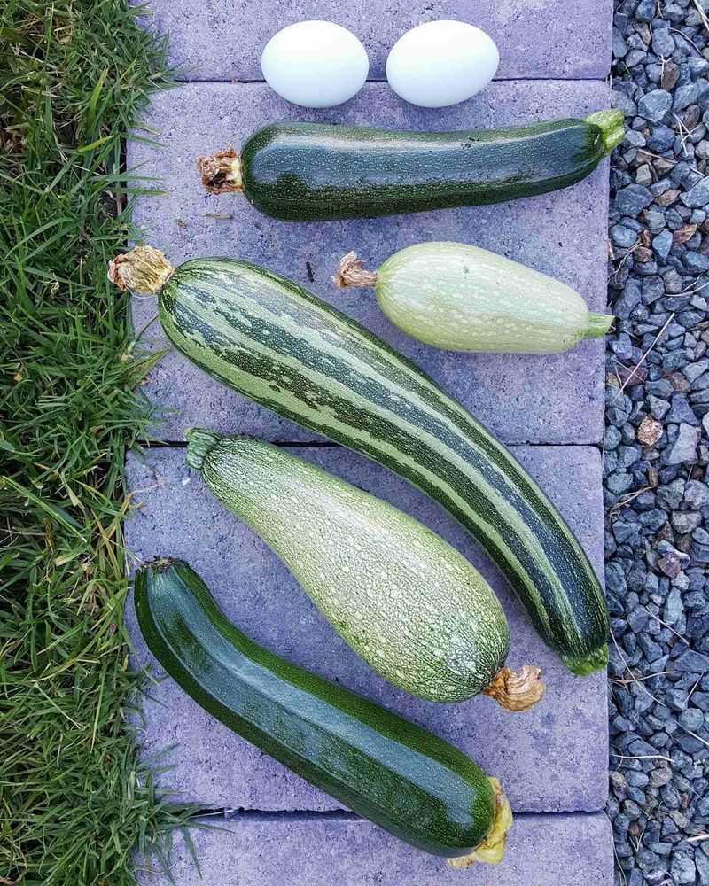 AVOID: Disease-Prone Heritage Varieties