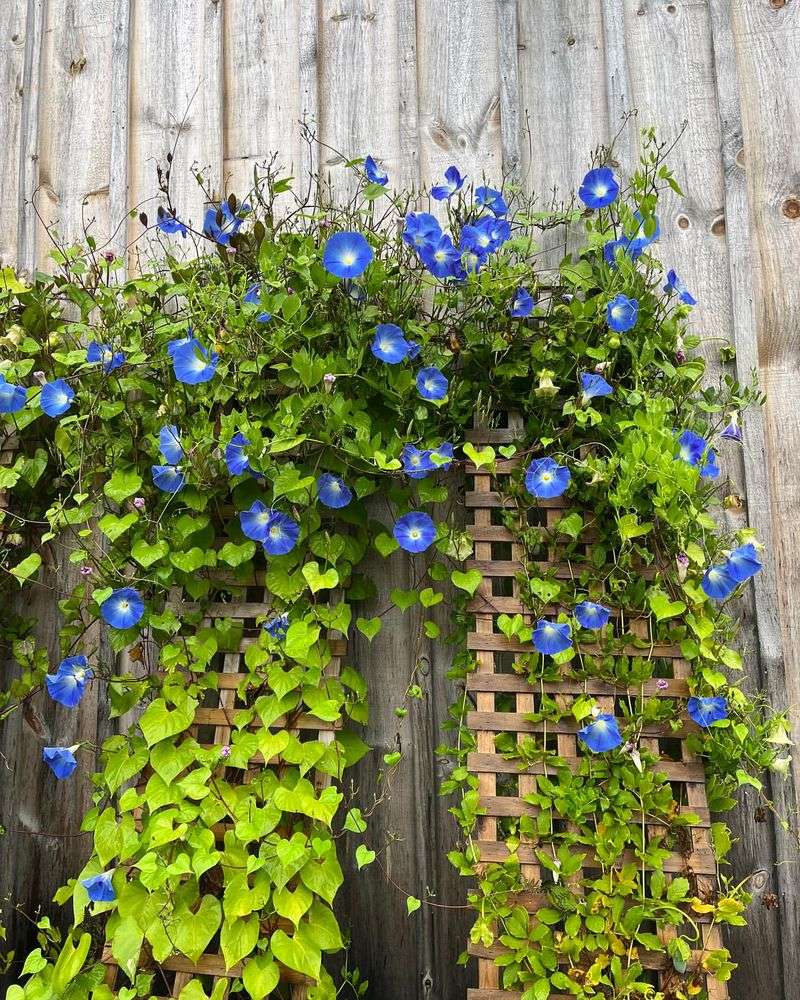 Climbing Morning Glories