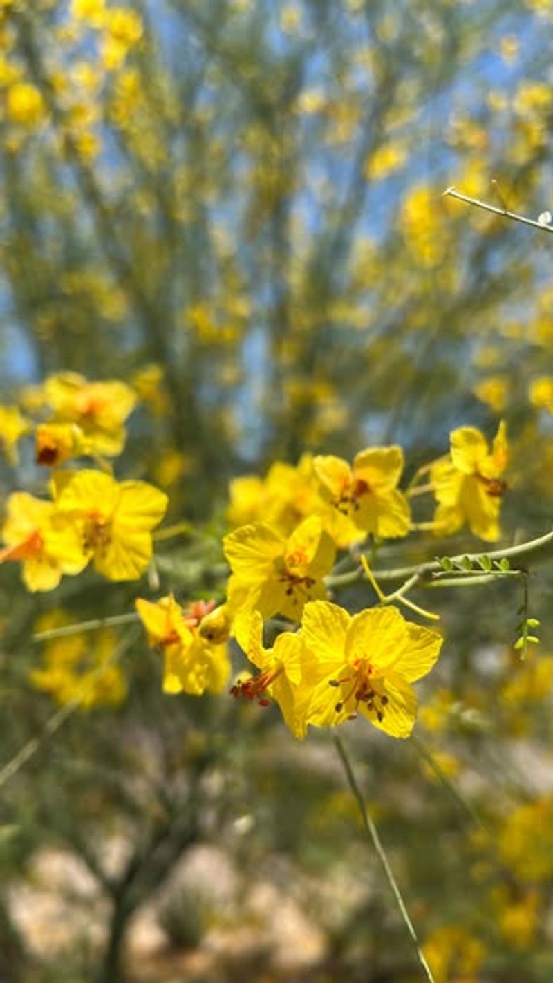 Palo Verde