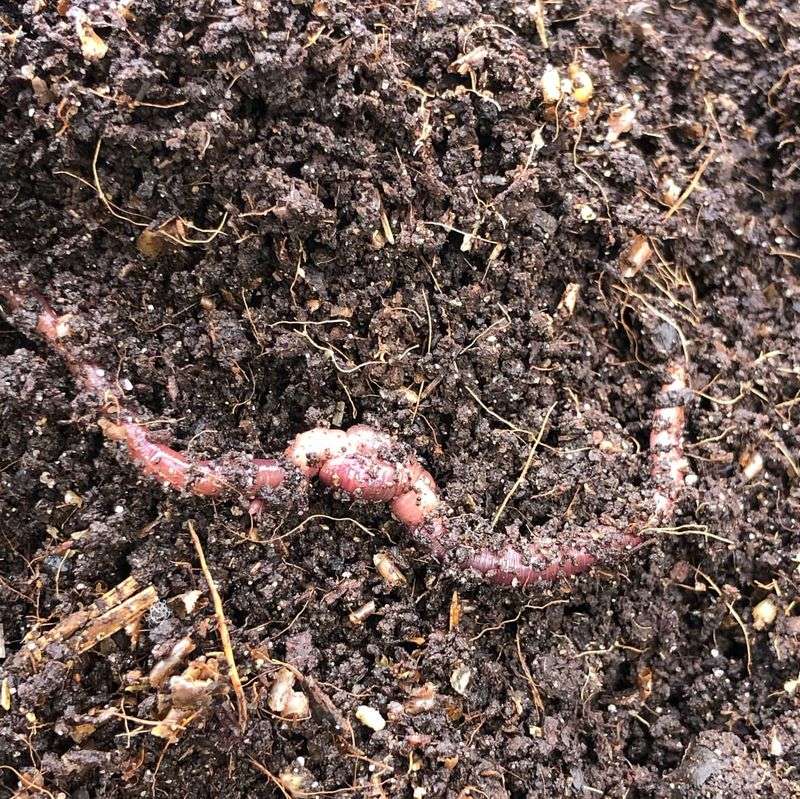 Worm Attraction
