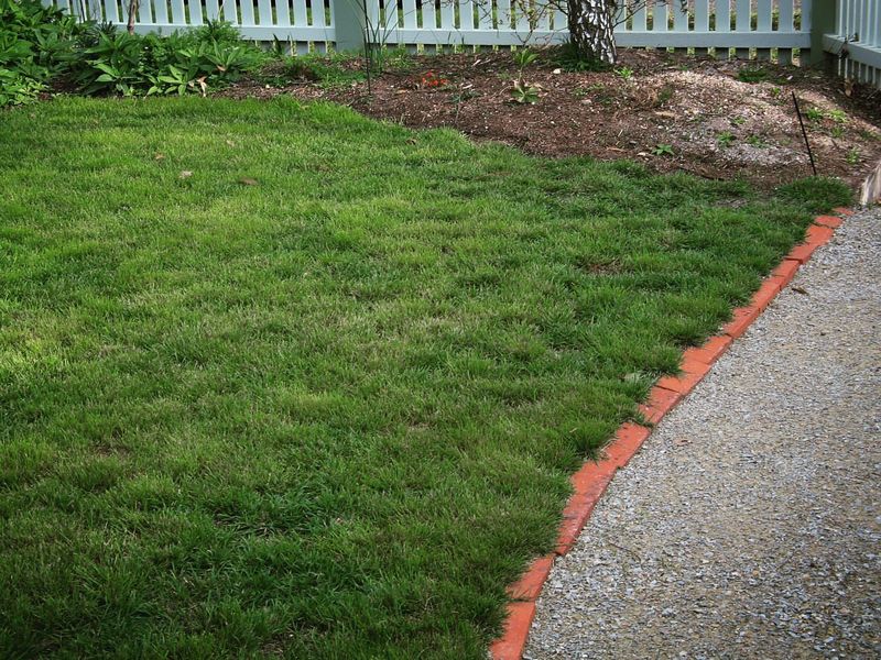 Grass Varieties With Poor Disease Resistance