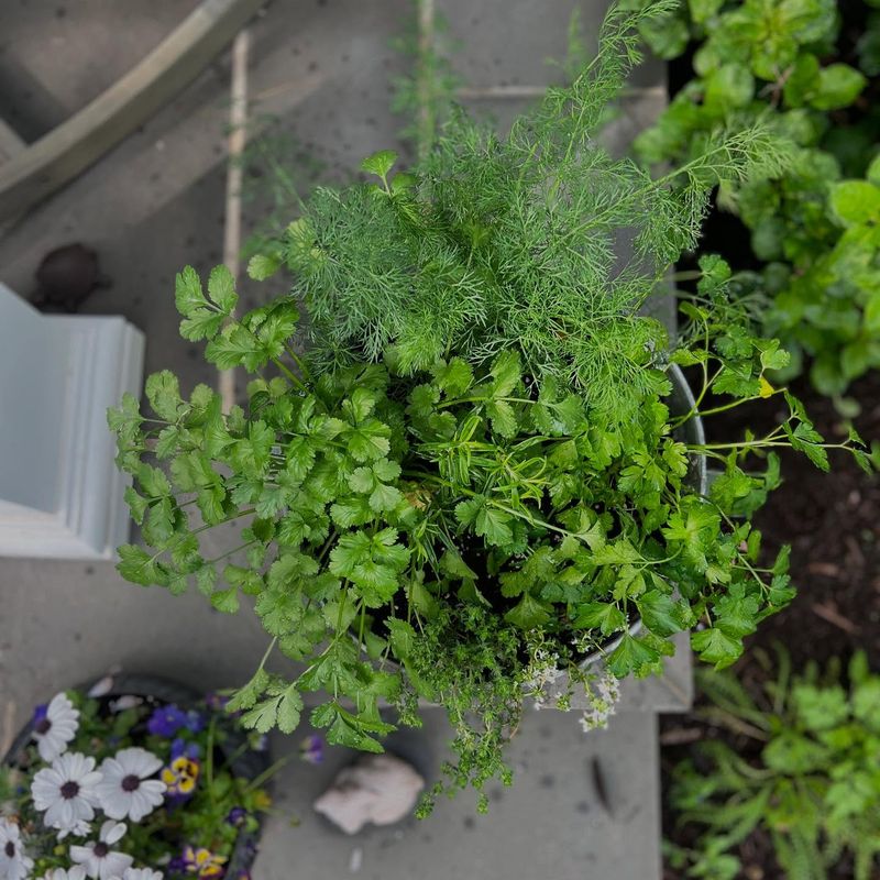 Creates An Instant Kitchen Garden