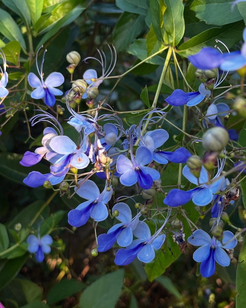 Survives Winter Freezes Without Protection
