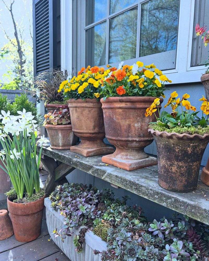 Group Potted Plants