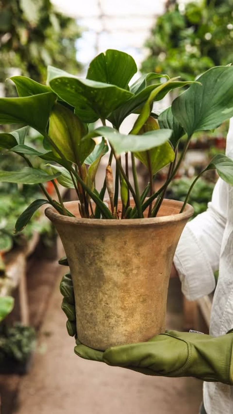 Use Weathered Terracotta Containers
