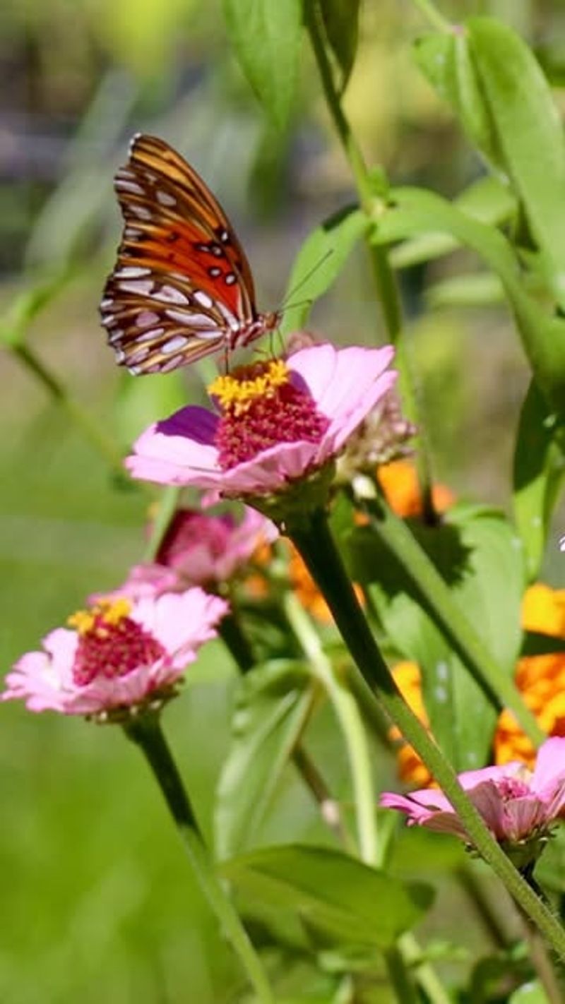 Create a Simple Butterfly Garden