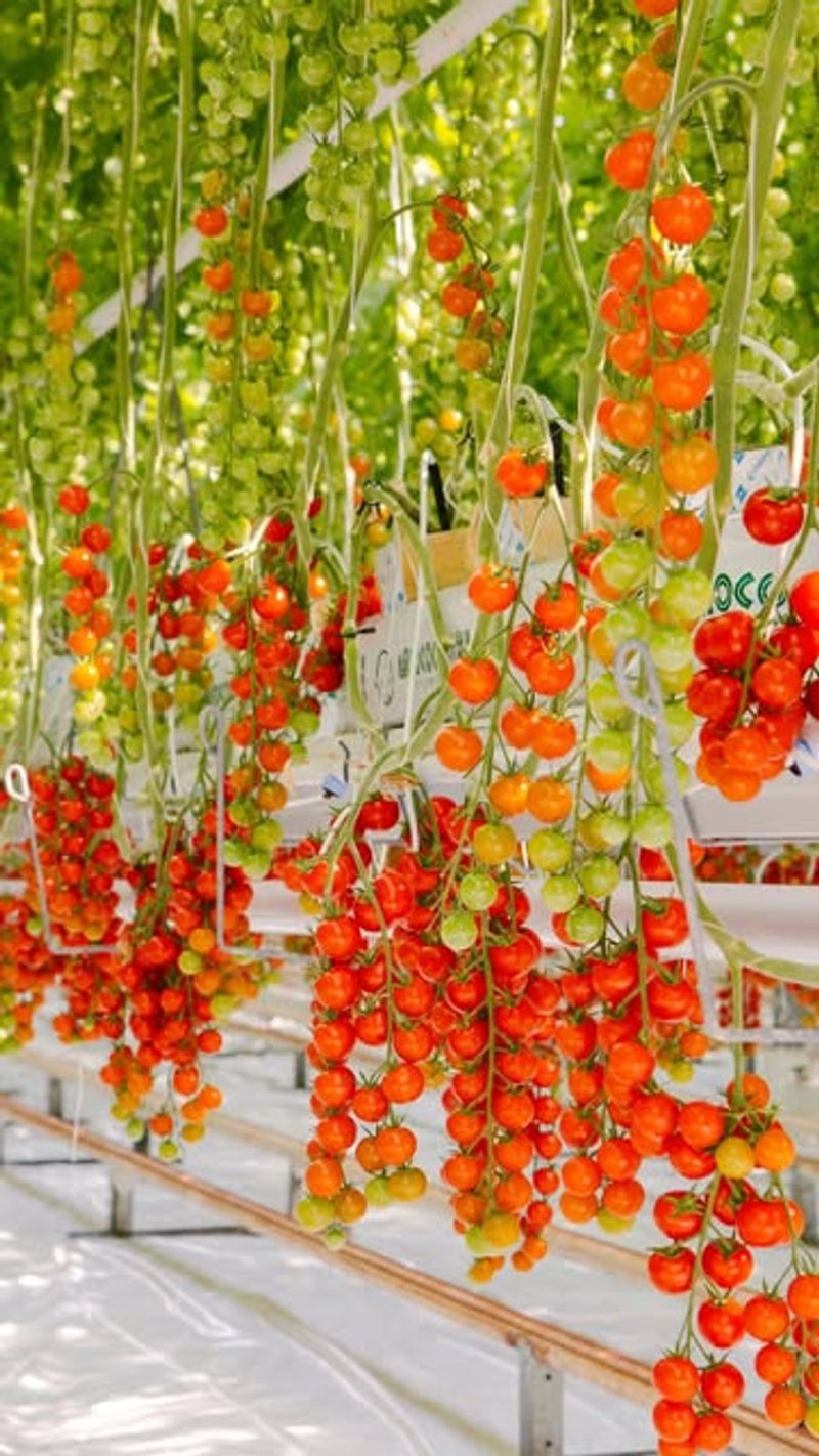 Harvest At Peak Ripeness