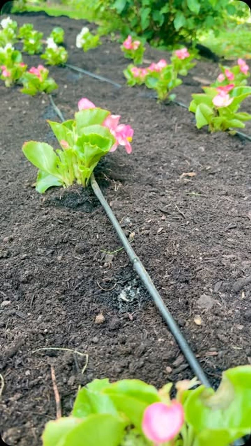 Install Drip Irrigation