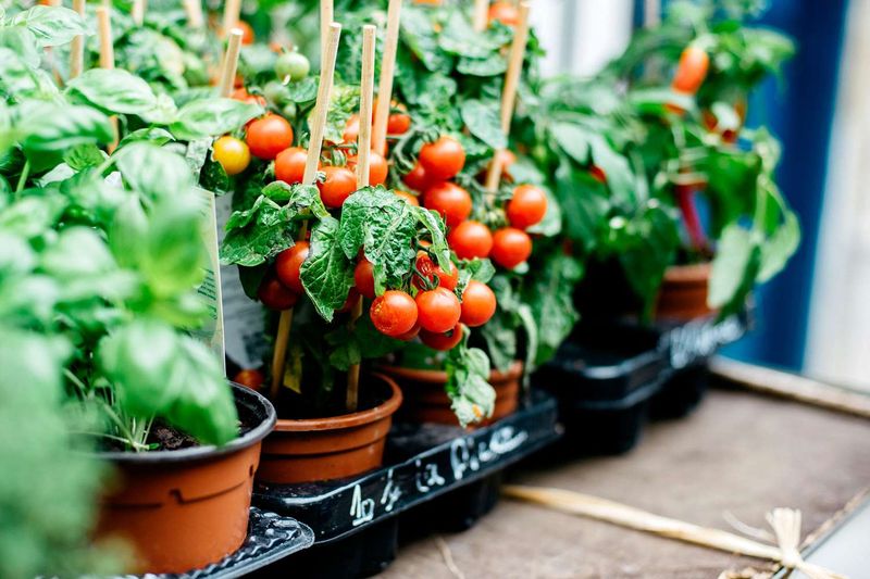 Grow Determinate Varieties In Containers