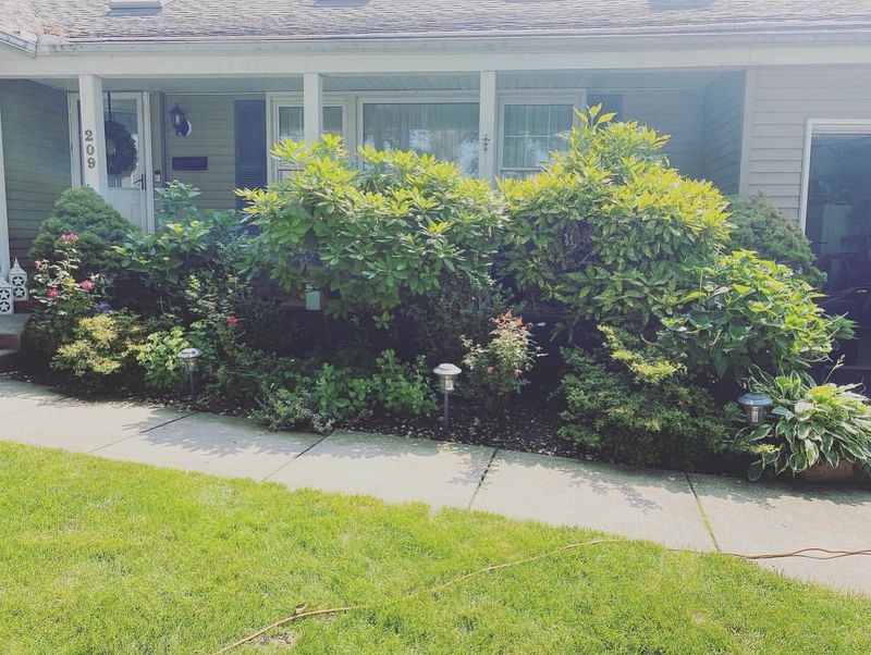 Prune Overgrown Shrubs