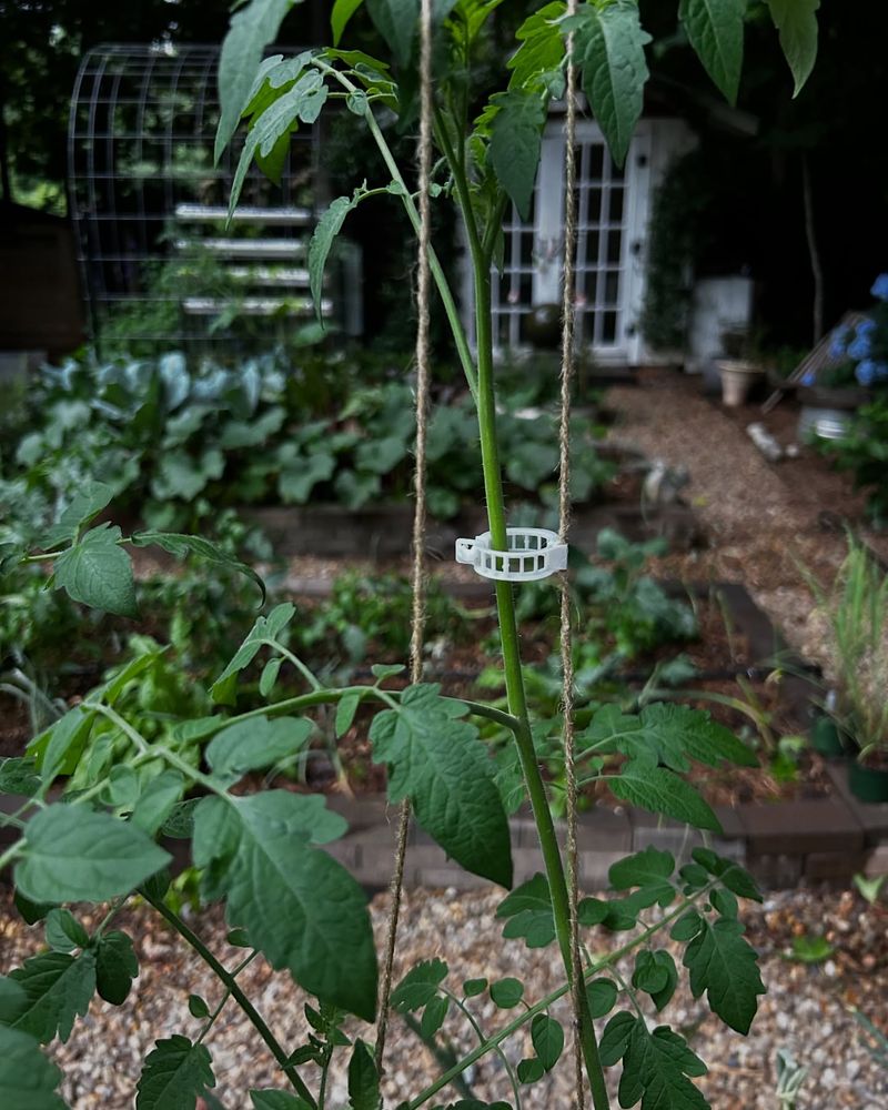 Secure Taller Plants