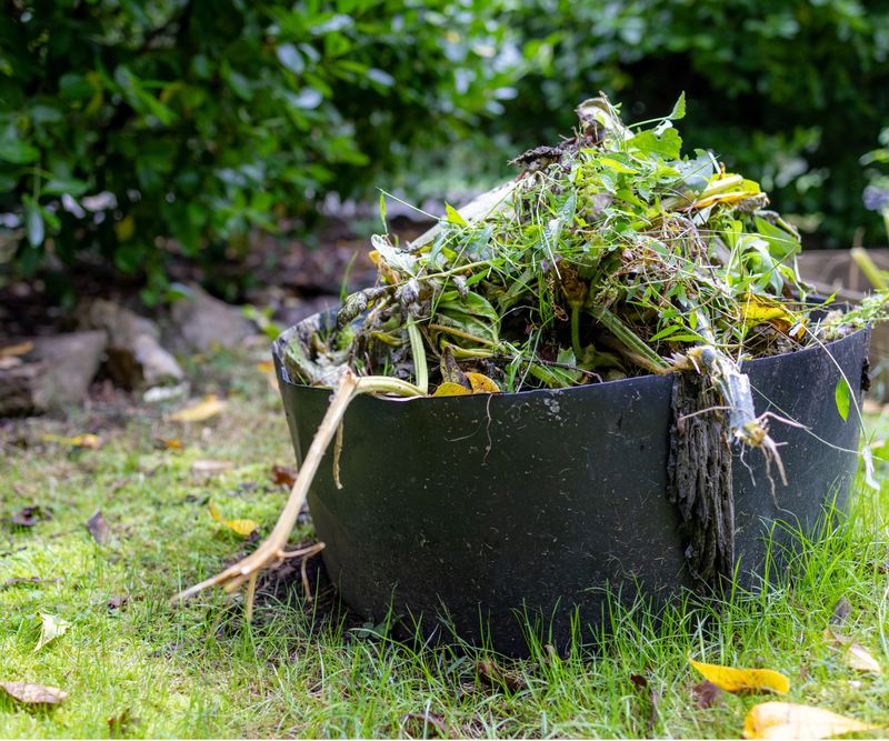 Composting Invasive Plants And Seeds