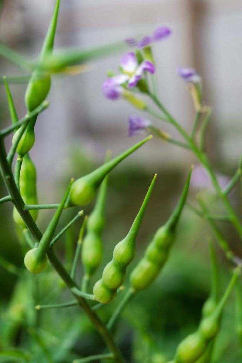 Save Seeds For Future Plantings