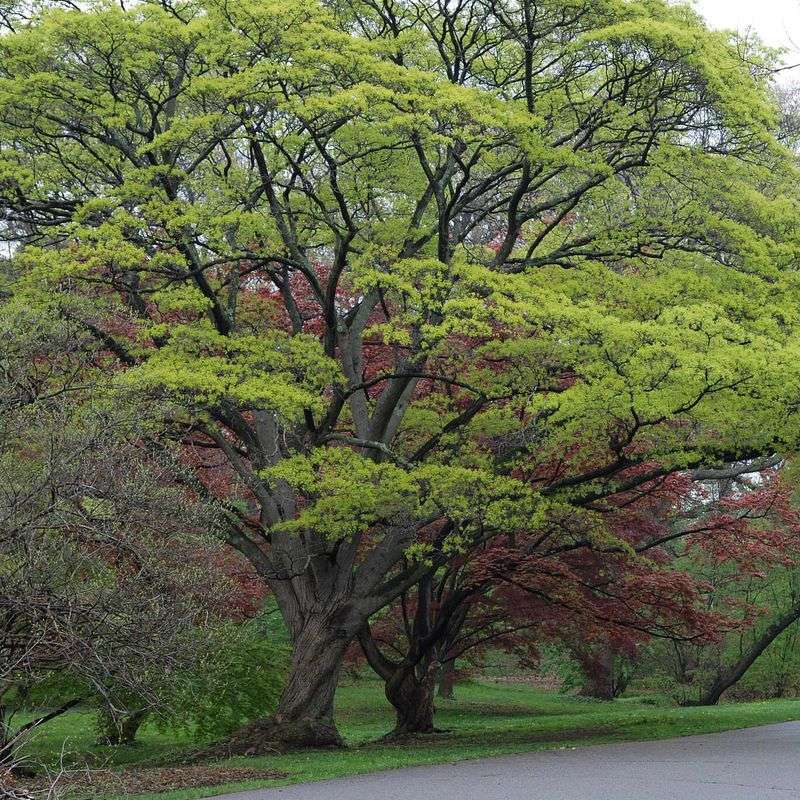 Manage Mature Trees
