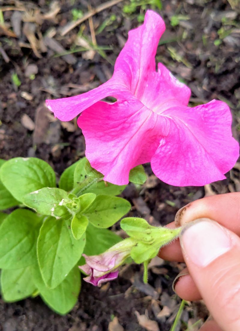 Collect Deadheads For Compost