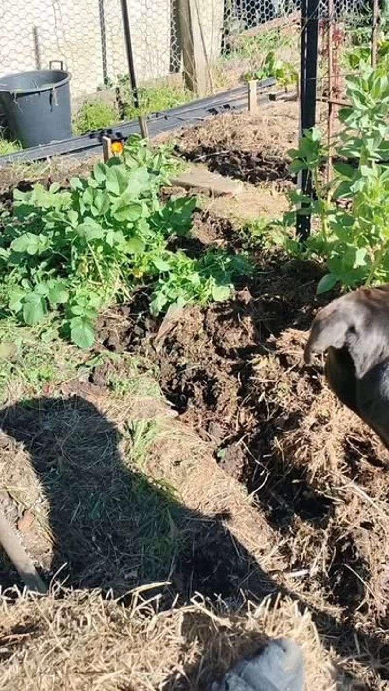 Improve Soil Drainage