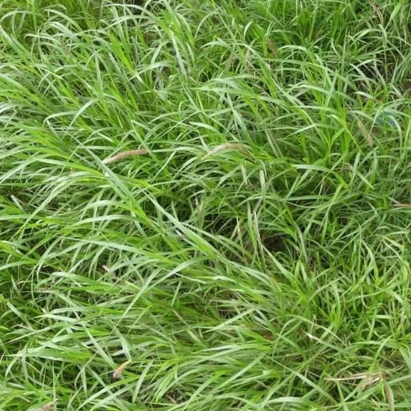 Consider Your Grass Type