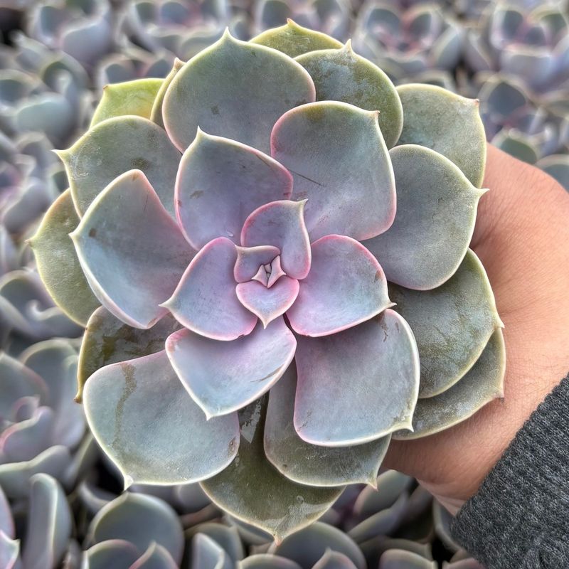Echeveria 'Perle von Nürnberg'