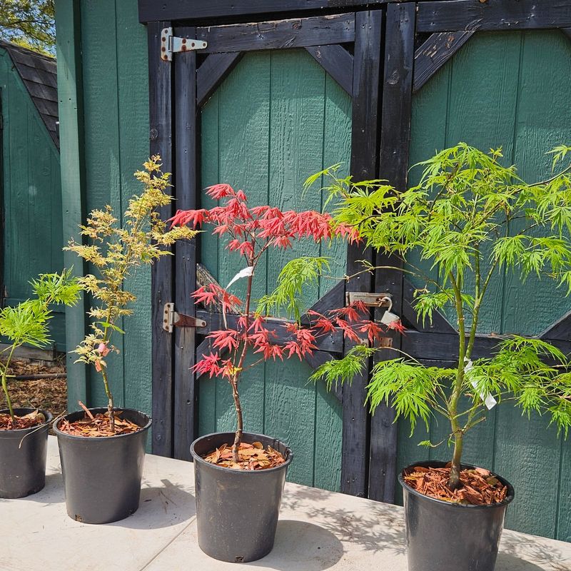 Japanese Maple