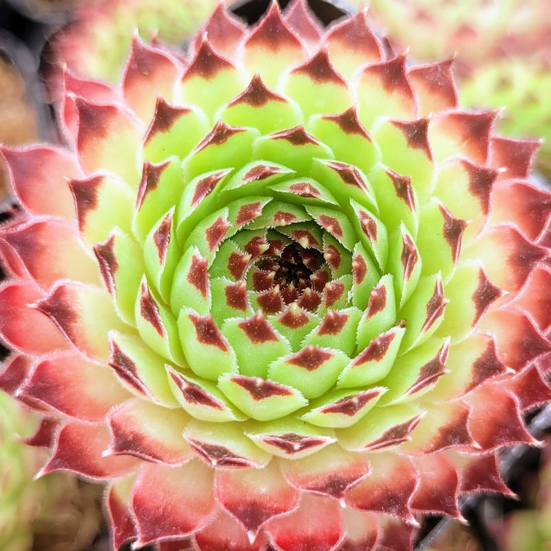 Sempervivum 'Ruby Heart'
