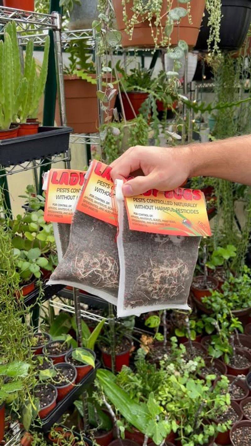 Pesticide-Treated Nursery Plants Hide Invisible Dangers