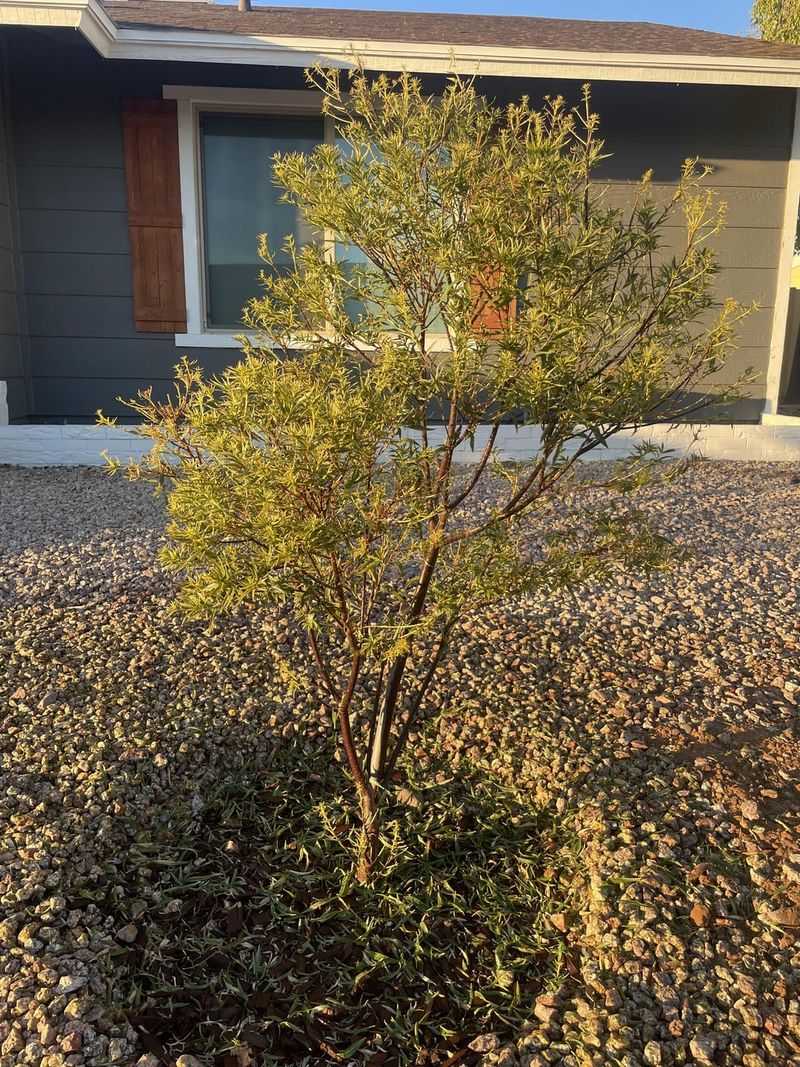 Desert Willow