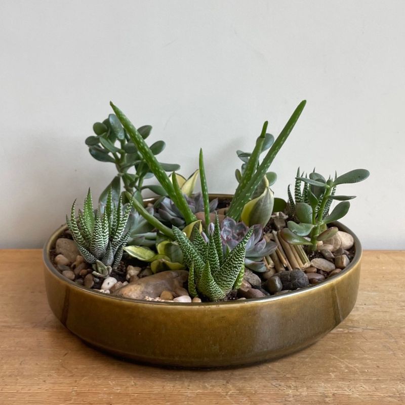 Succulents