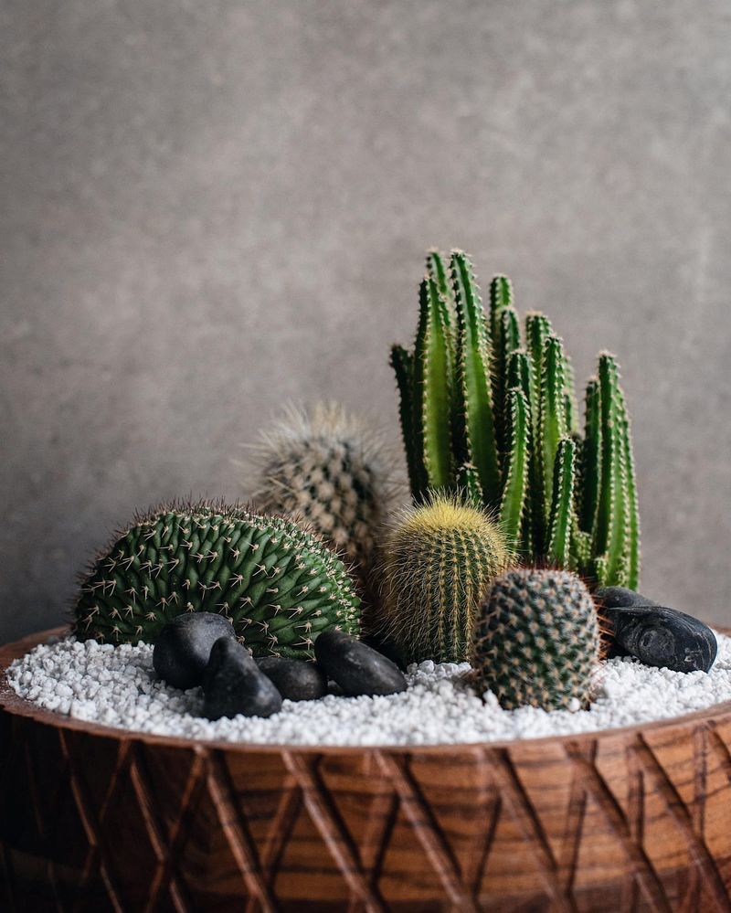 Succulents Surrendering