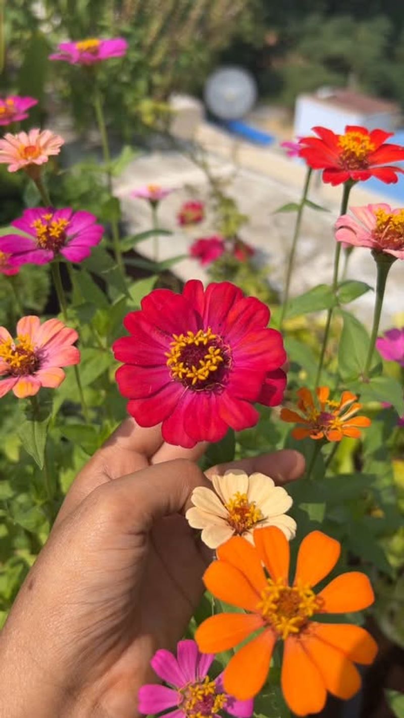 Zinnia – Rainbow of Colors