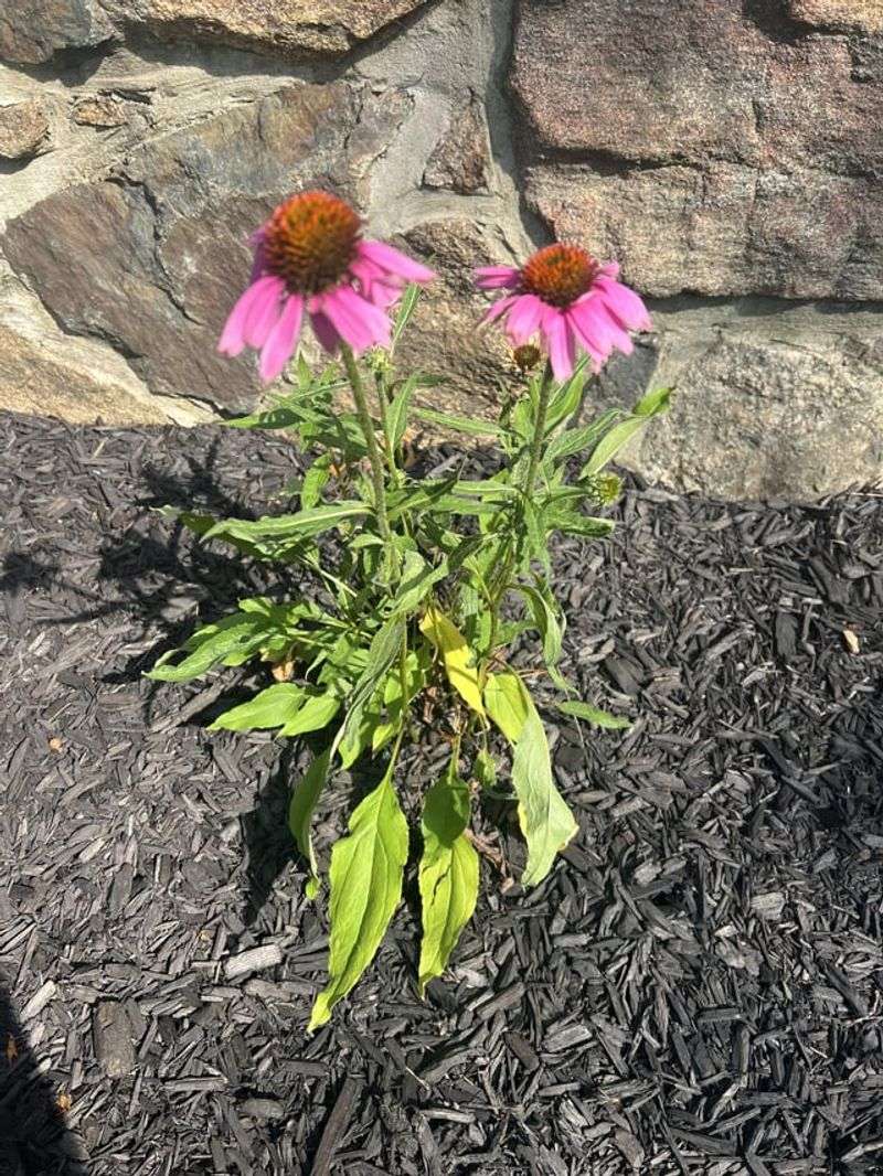 Deadheading Technique