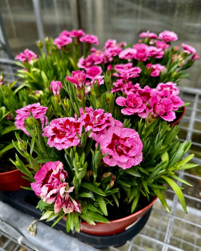 Dianthus