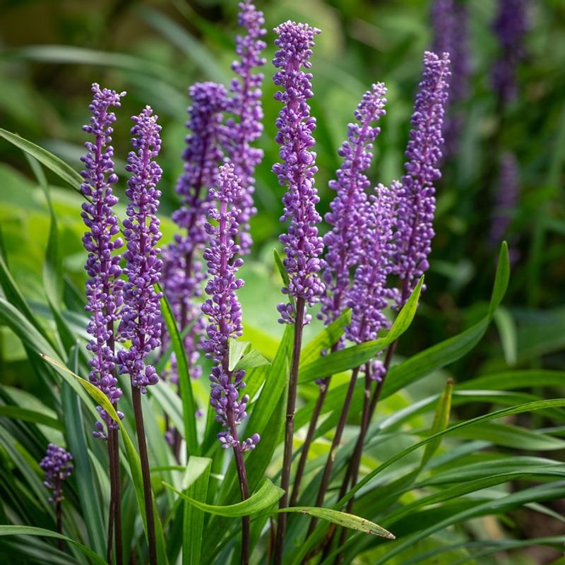 Liriope