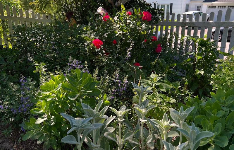 Knockout Roses with Lamb's Ear and Lavender
