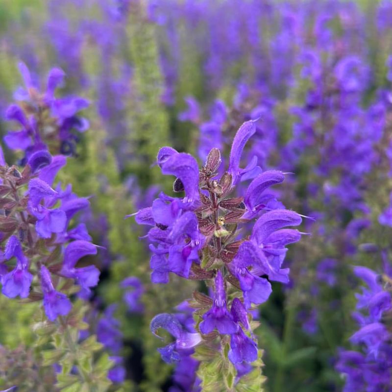 Salvia 'May Night'