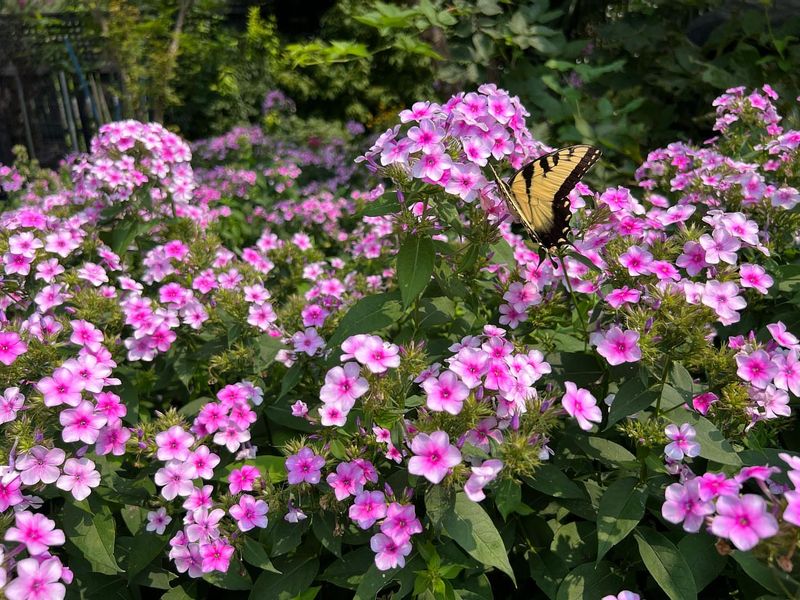 Phlox (Phlox paniculata)